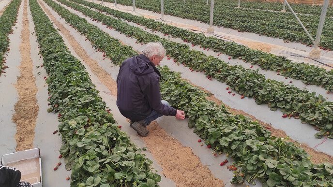 Drie Dalfser vrienden doen vrijwilligerswerk In Israël (deel 2) - Foto: Eigen geleverde foto