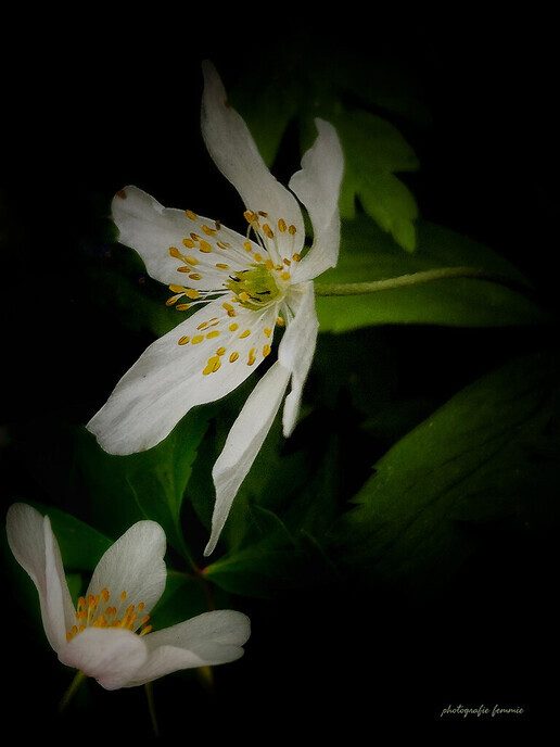 Prachtige  lentebloemen - Foto: Femmie Smink