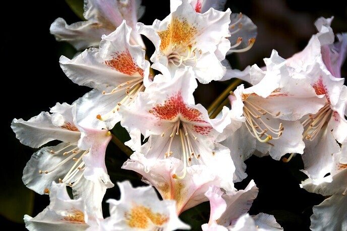Rododendrons - Foto: Ingezonden foto