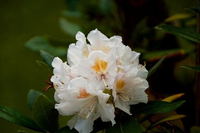 Rododendrons - Foto: Ingezonden foto
