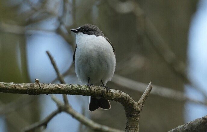 Vogel foto’s, gewoon bij hem in de tuin - Foto: Ingezonden foto