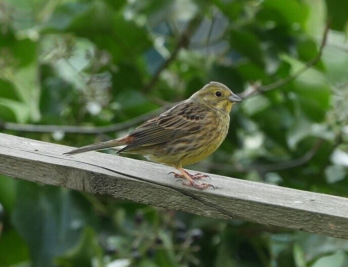 Vogel foto’s, gewoon bij hem in de tuin - Foto: Ingezonden foto