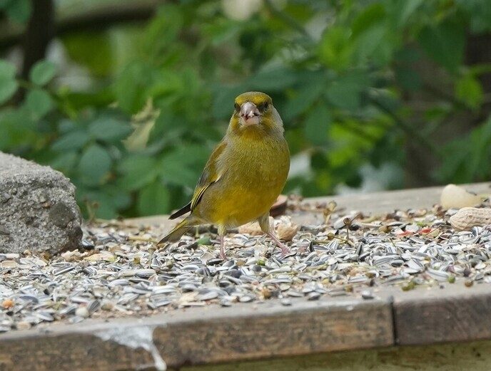 Vogel foto’s, gewoon bij hem in de tuin - Foto: Ingezonden foto
