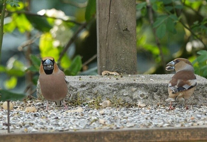 Vogel foto’s, gewoon bij hem in de tuin - Foto: Ingezonden foto