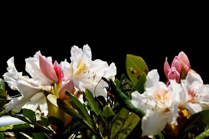 Rododendrons - Foto: Ingezonden foto