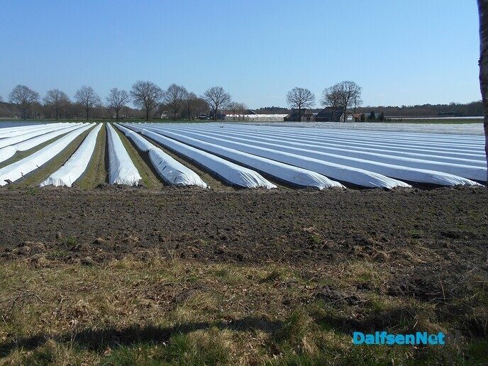 Asperges seizoen weer van start