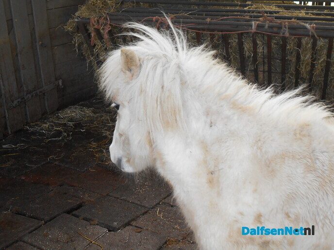Herman Pot: gelukkig zijn de prijzen van pony’s weer normaal