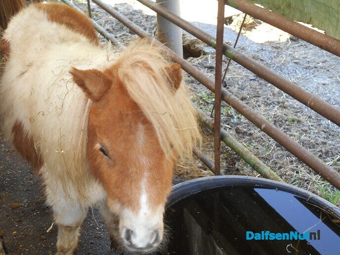 Herman Pot: gelukkig zijn de prijzen van pony’s weer normaal