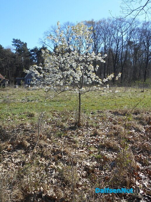 Bijna alles staat nu in bloei - Foto: Eigen geleverde foto