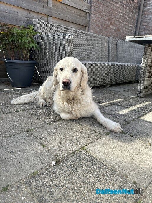 Iemand een hond kwijt? Nu niet meer! - Foto: Ingezonden foto
