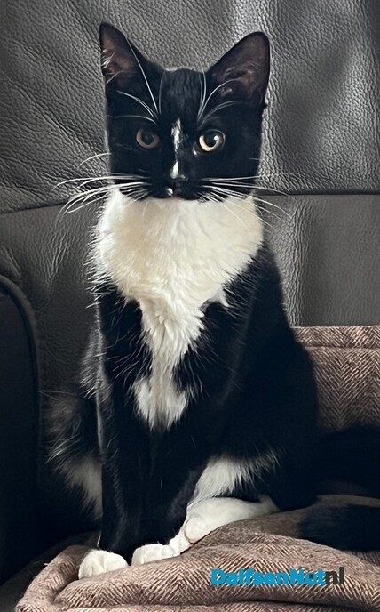 Poes vermist, en weer terug - Foto: Ingezonden foto