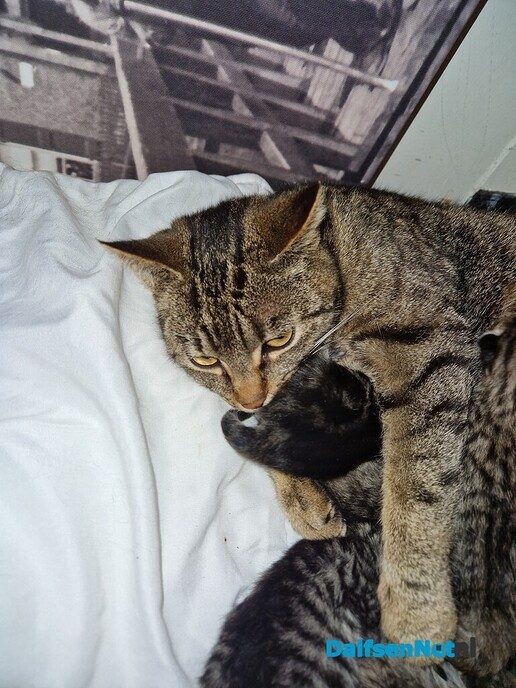 Poes gevonden - Foto: Ingezonden foto