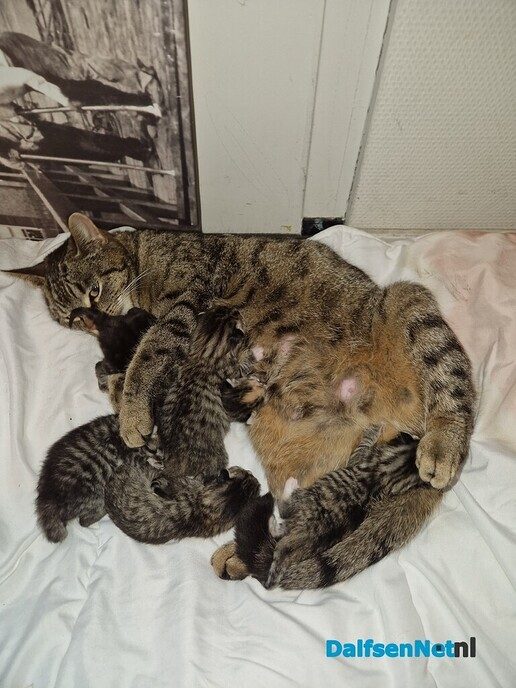 Poes gevonden - Foto: Ingezonden foto