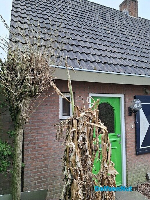 Bananenplant - Foto: Gruune Jopie