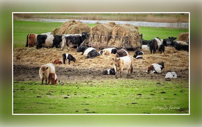 Koeiemorgen allemaal! - Foto: Femmie Smink