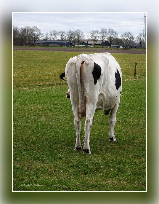 Koeiemorgen allemaal! - Foto: Femmie Smink