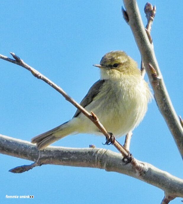 Prachtig mooi stukje natuur - Foto: Femmie Smink