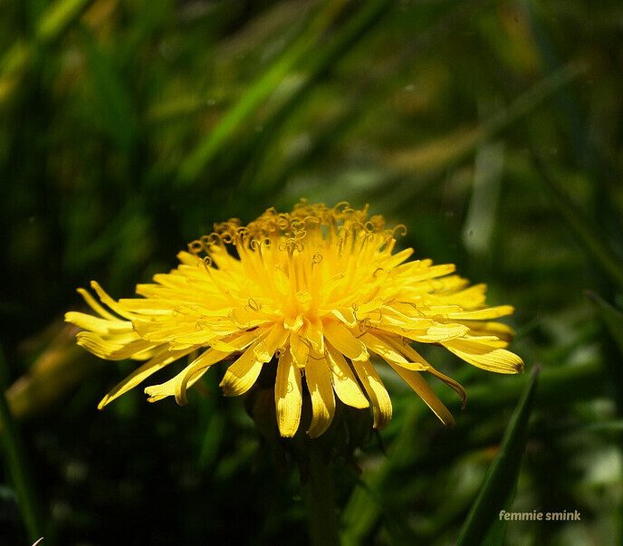 Een paardenbloem: goed bekeken - Foto: Femmie Smink