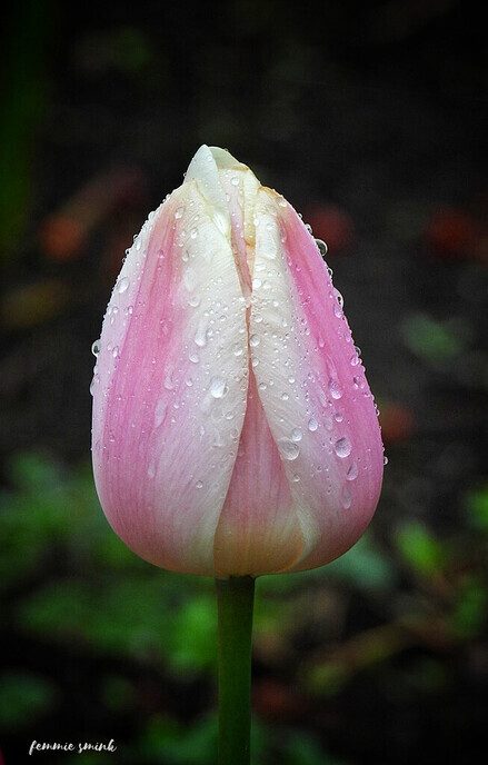 Heel groeizaam lenteweer - Foto: Femmie Smink