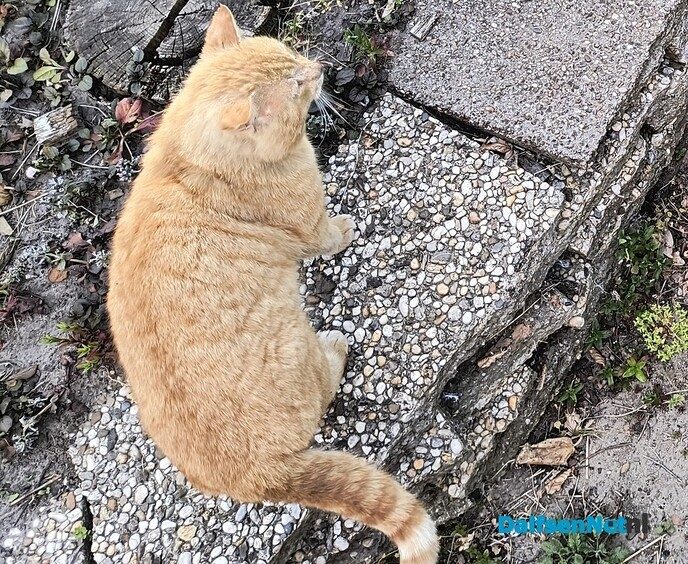 Iemand zijn kater kwijt? - Foto: Ingezonden foto