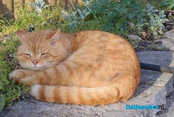 Iemand zijn kater kwijt? - Foto: Ingezonden foto