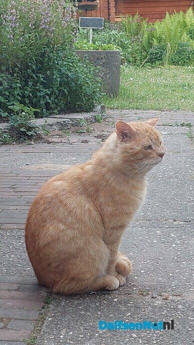 Iemand zijn kater kwijt? - Foto: Ingezonden foto