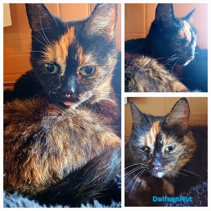Poes vondeling - Foto: Ingezonden foto