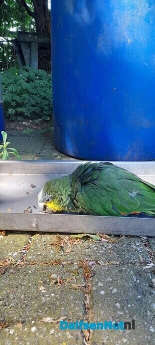 Vreemde vogel (update) - Foto: Ingezonden foto