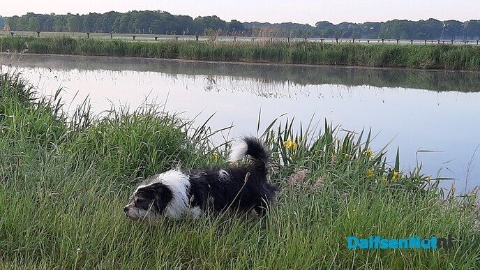 De ochtendstond heeft… - Foto: Jennie Kanis