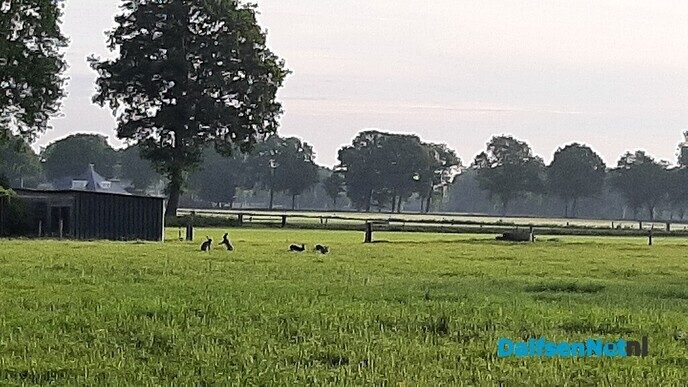 De ochtendstond heeft… - Foto: Jennie Kanis