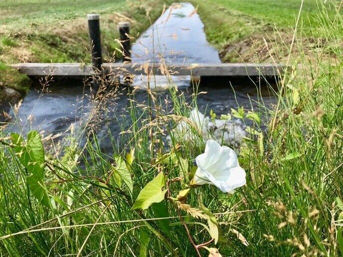 Lage grondwaterstanden, volle sloten - Foto: Ingezonden foto