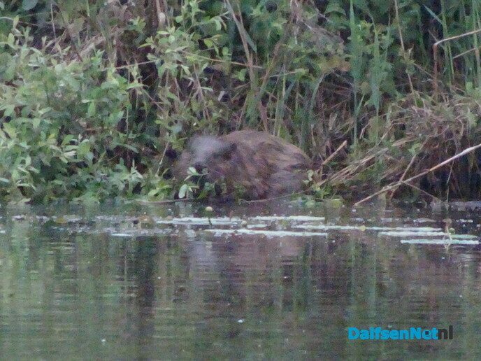 Bever(rat) - Foto: Jennie Kanis