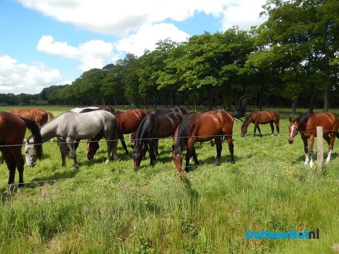 Het zijn geen renpaarden
