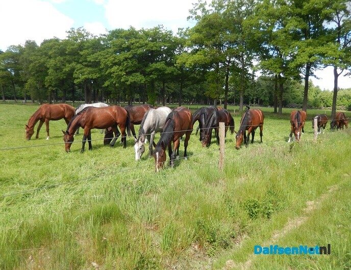 Het zijn geen renpaarden