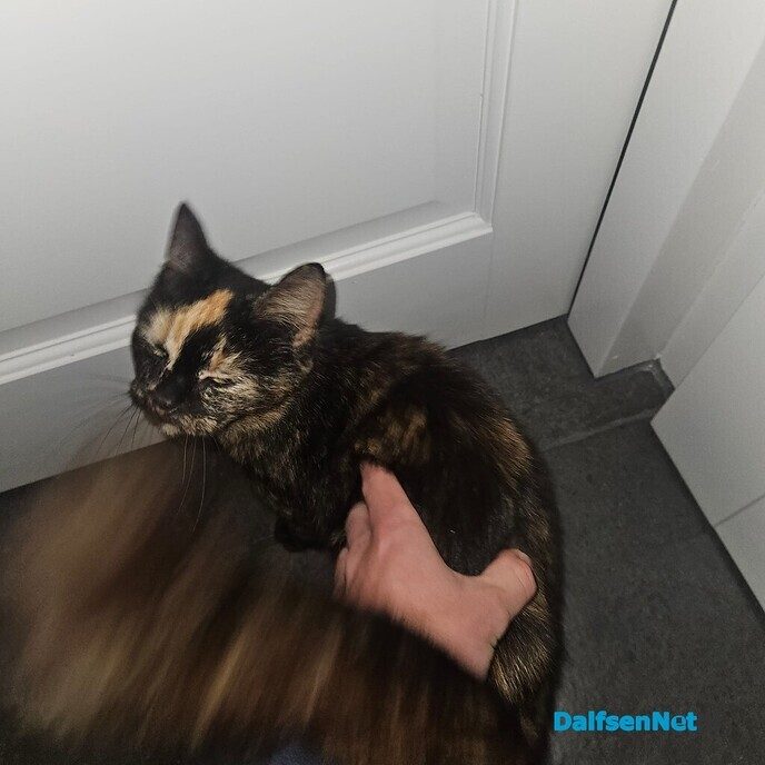 Van wie is deze poes? - Foto: Ingezonden foto
