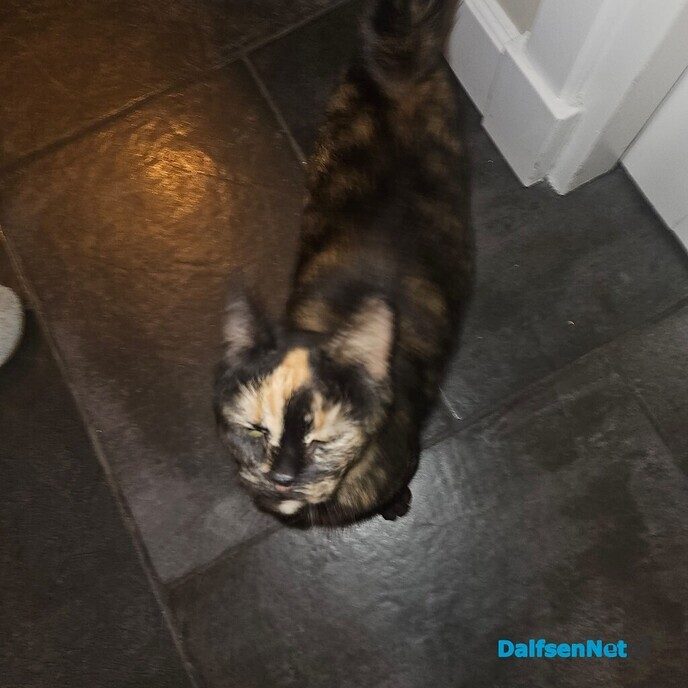 Van wie is deze poes? - Foto: Ingezonden foto