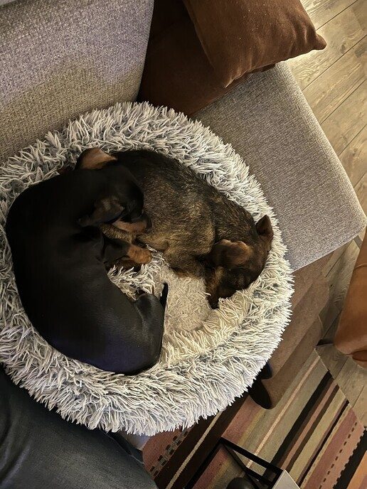 Hond Dirkje sinds 12 mei weg, nu toch weer gezond en wel terug - Foto: Ingezonden foto