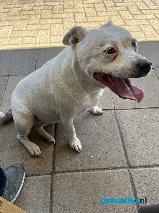 Hond zoekt de baas en is teruggebracht! - Foto: Ingezonden foto