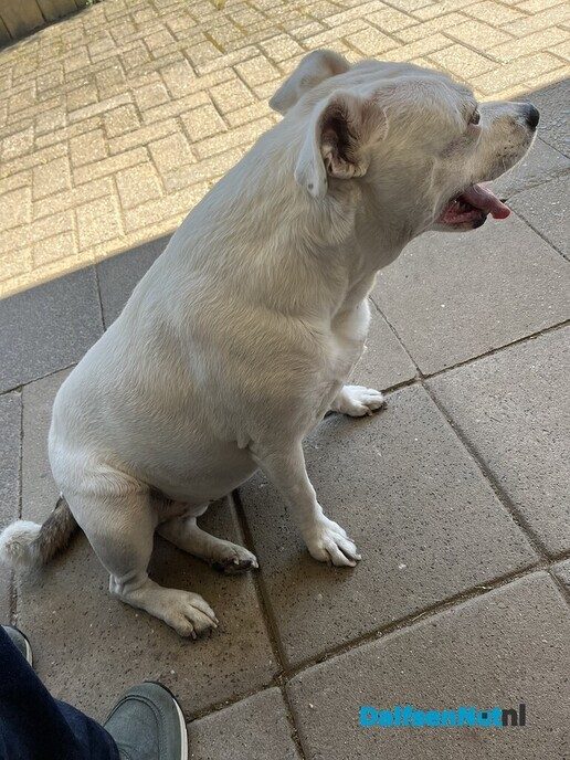 Hond zoekt de baas en is teruggebracht! - Foto: Ingezonden foto