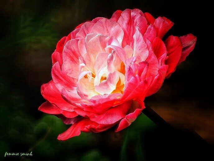Mijn tulpen hebben helaas niet het eeuwig leven - Foto: Femmie Smink