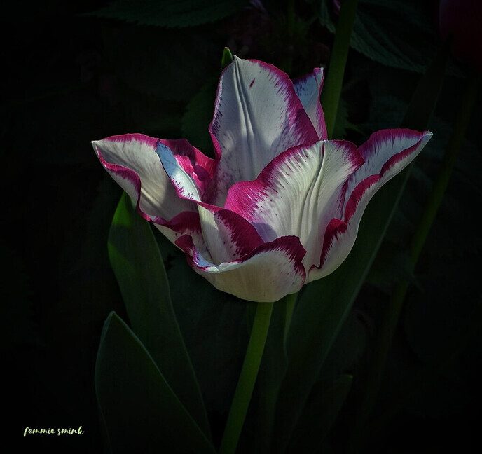 Mijn tulpen hebben helaas niet het eeuwig leven - Foto: Femmie Smink