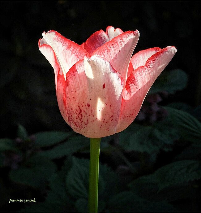 Mijn tulpen hebben helaas niet het eeuwig leven - Foto: Femmie Smink