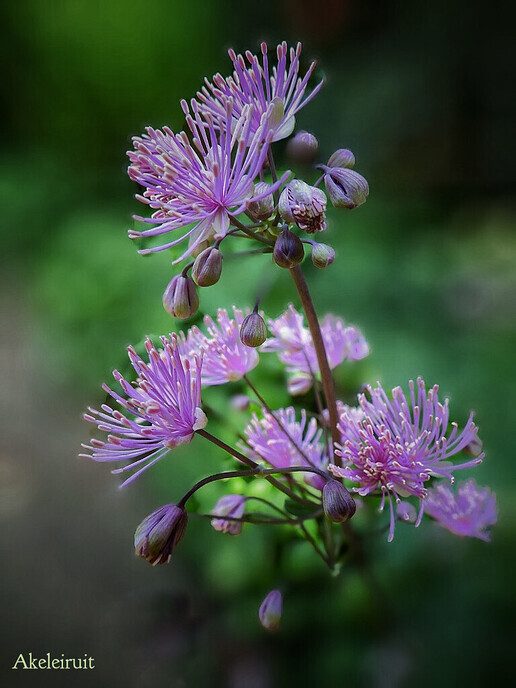 Mien bloemen - Foto: Femmie Smink