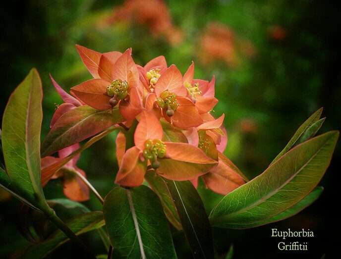 Mien bloemen - Foto: Femmie Smink