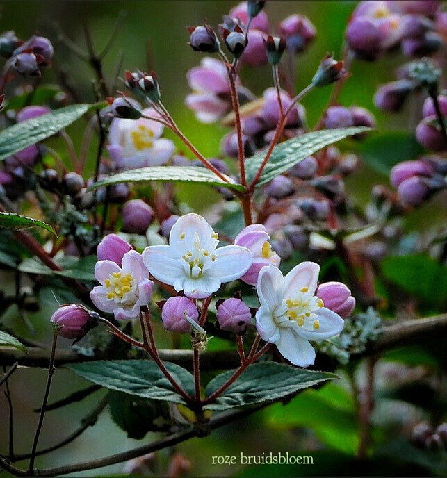 Mien bloemen - Foto: Femmie Smink