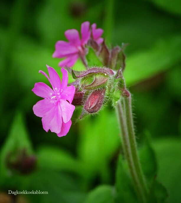 Mien bloemen - Foto: Femmie Smink