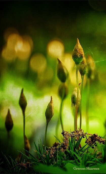 Mien bloemen - Foto: Femmie Smink