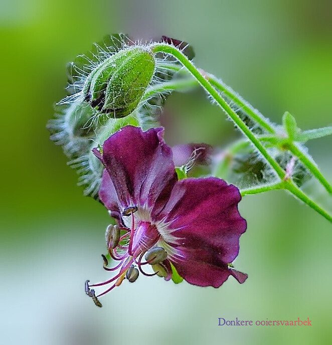 Mien bloemen - Foto: Femmie Smink