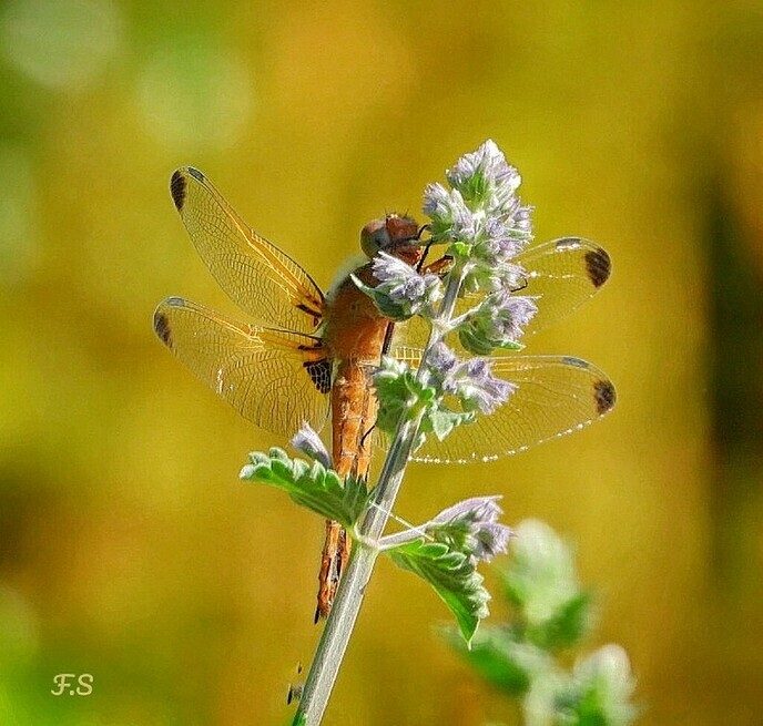Natuurbeelden - Foto: Femmie Smink