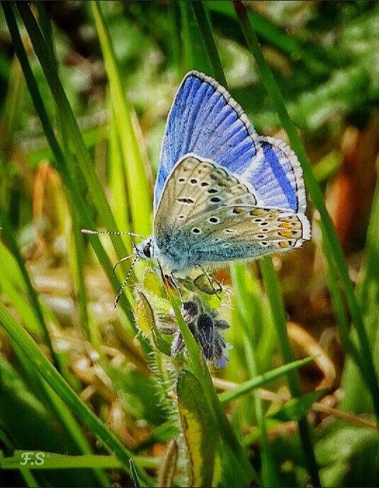 Natuurbeelden - Foto: Femmie Smink